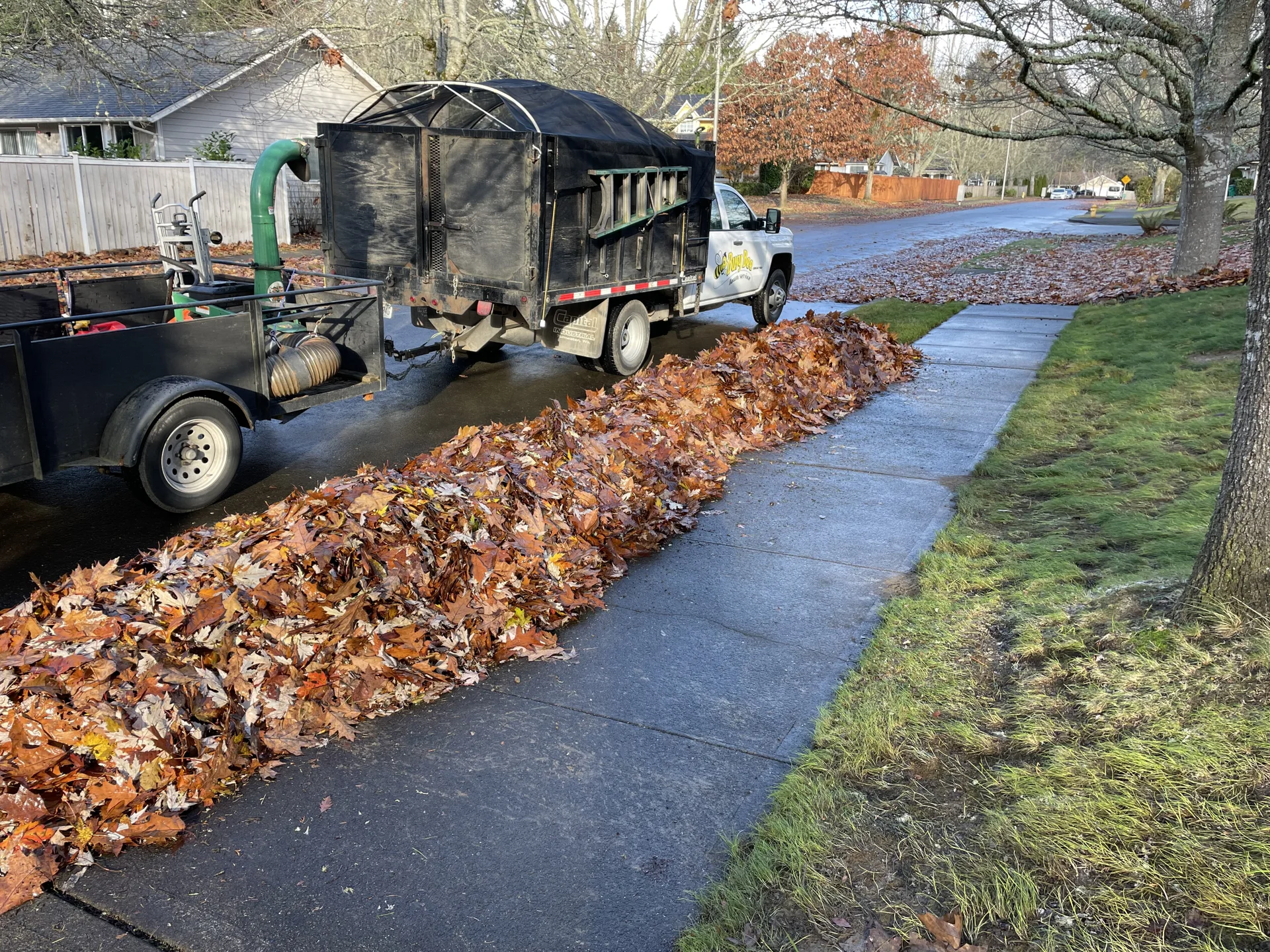 Leaf Removal