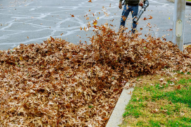 Leaf Removal